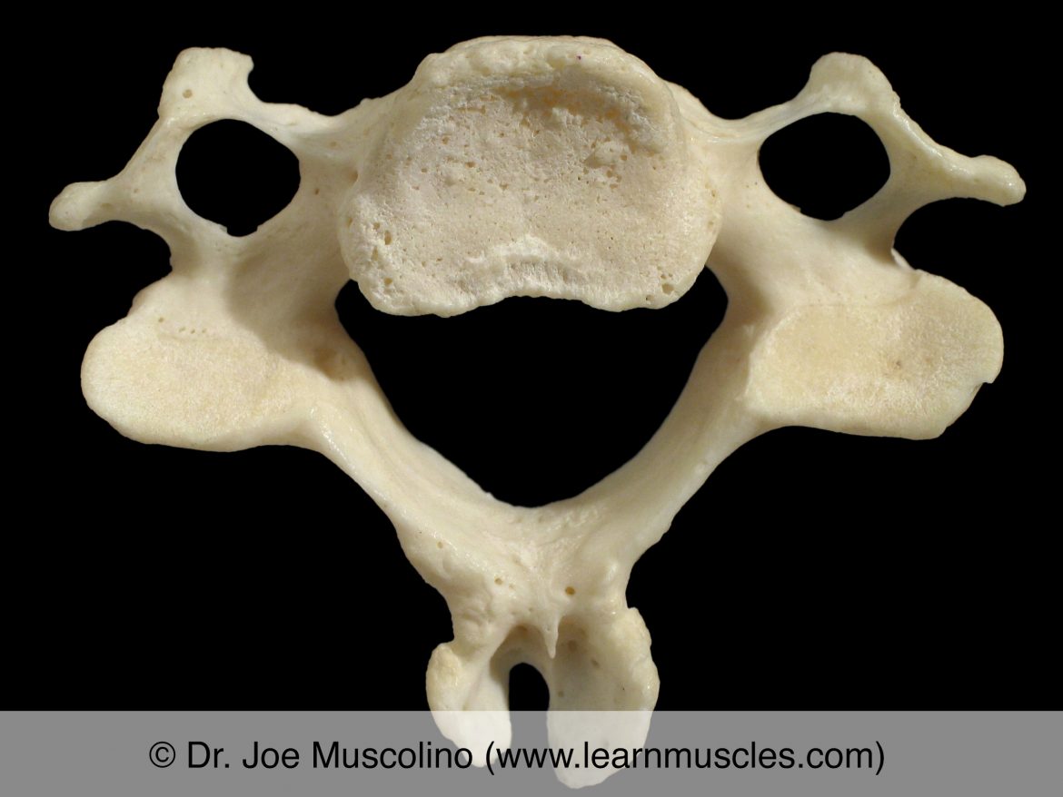 Cervical Vertebrae Learn Muscles