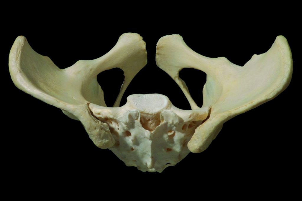 pelvis bony superior joints muscles