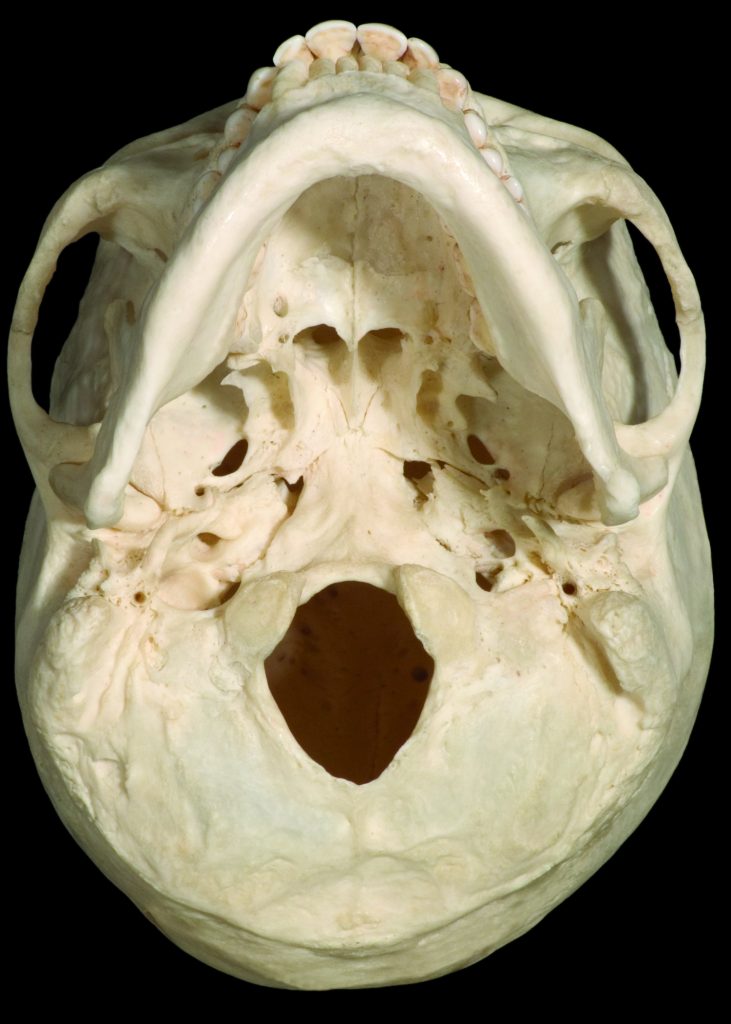 cranium inferior muscles anterior