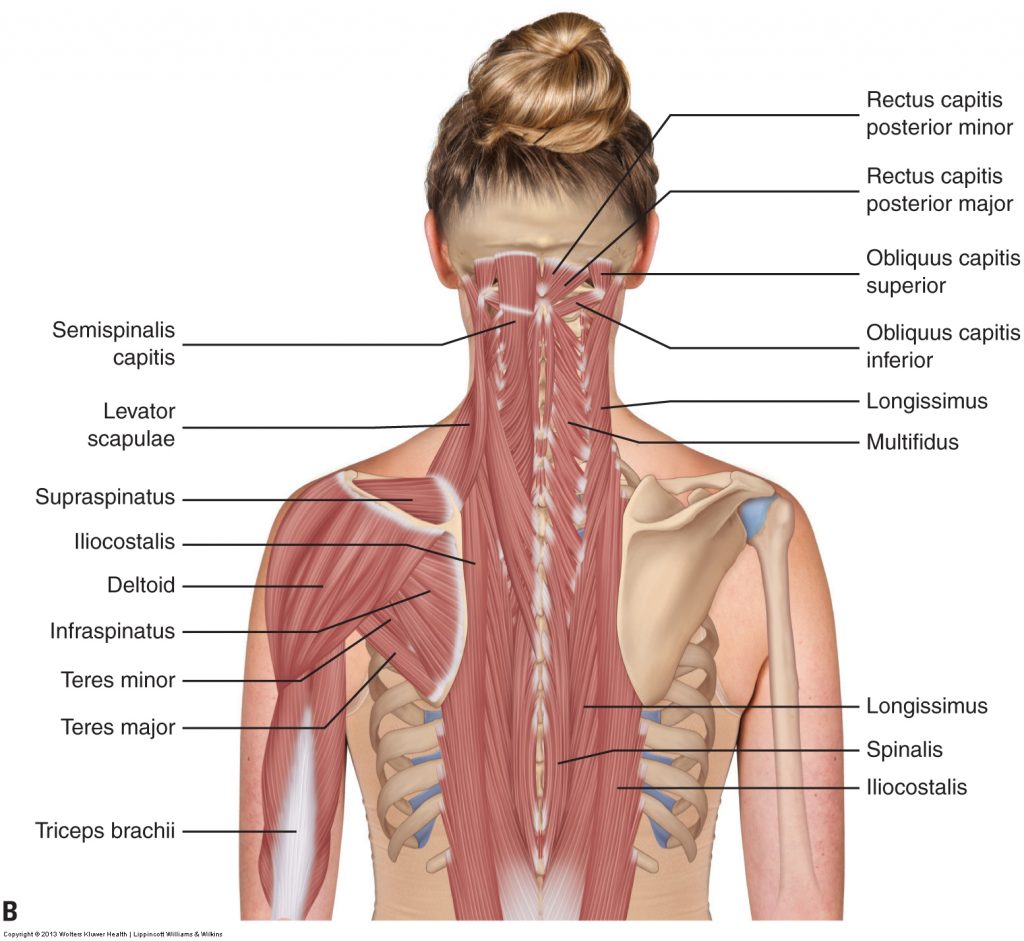 back and neck muscles