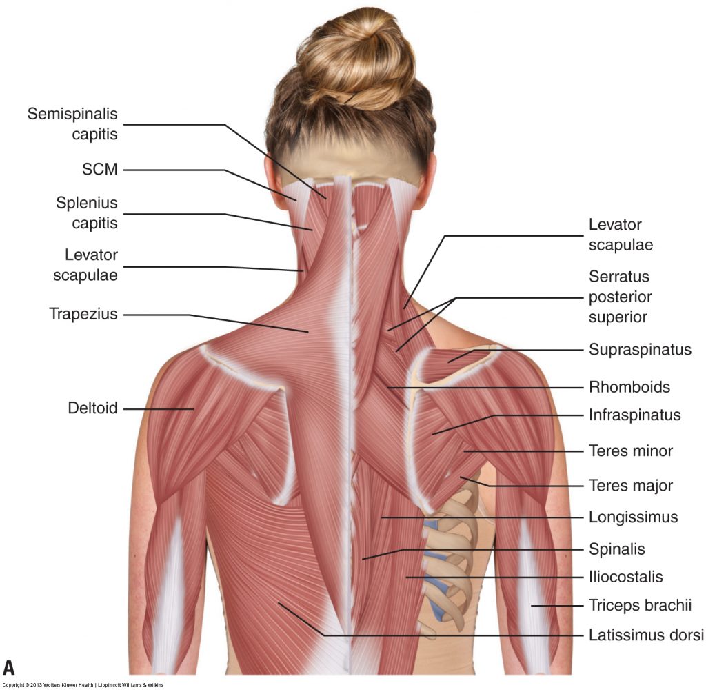 Muscles Of The Trunk Posterior View Traditionalafricanbodyart