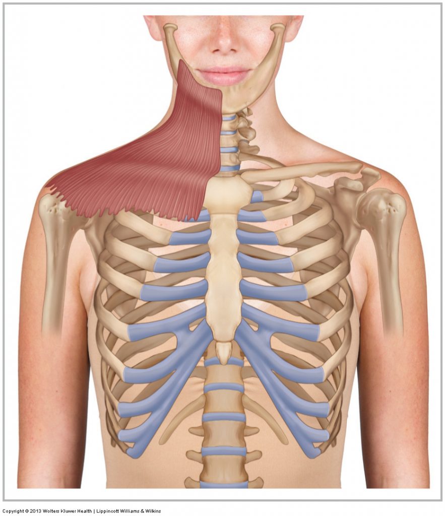 Platysma Learn Muscles