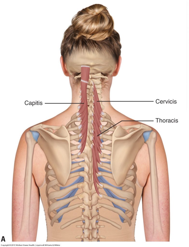 Transversospinalis Group - Learn Muscles