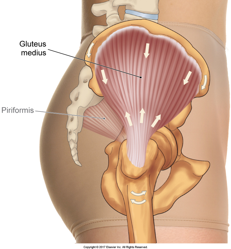 What is the “True” Function of the Gluteus Medius?