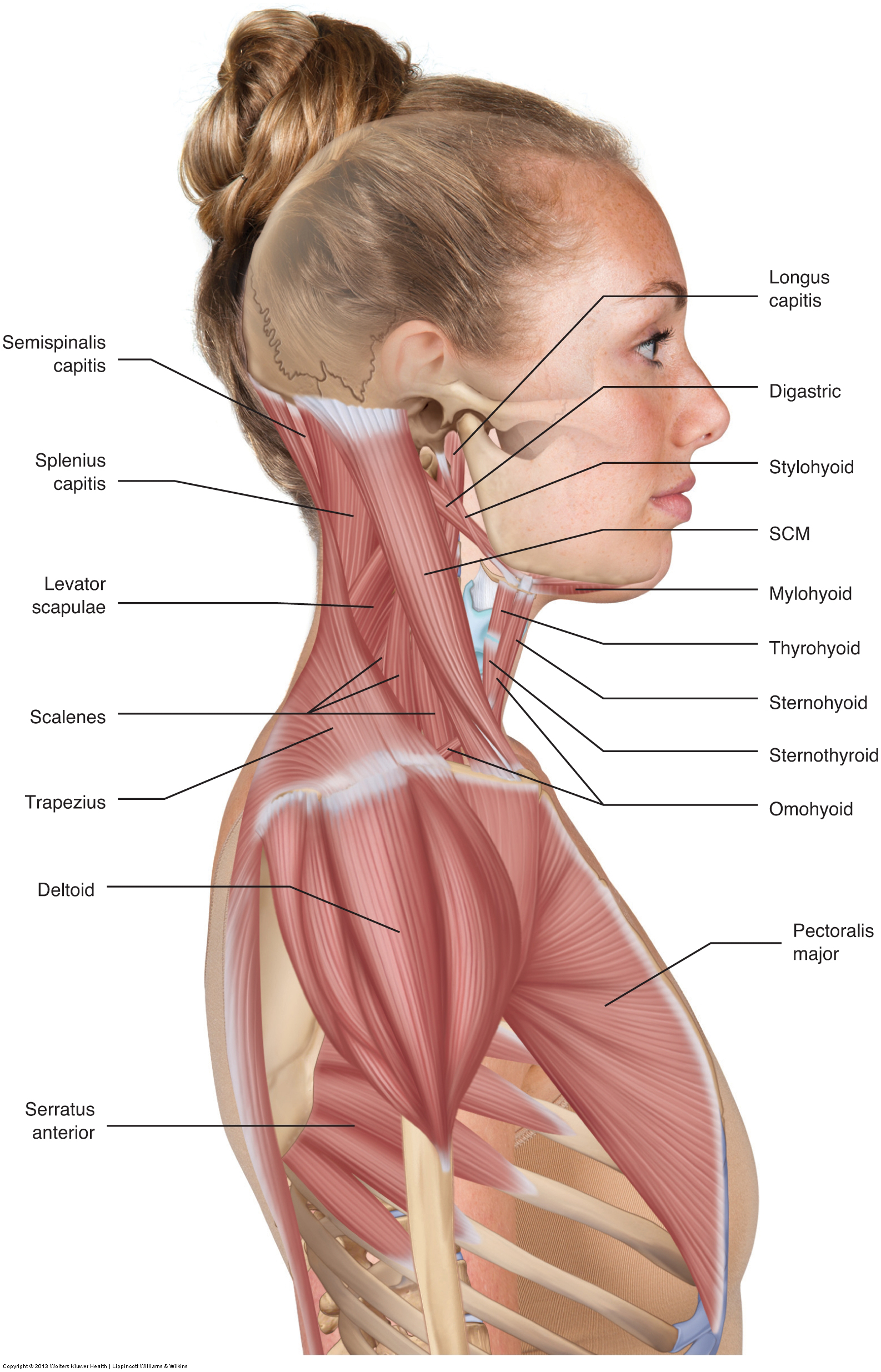 left neck muscle
