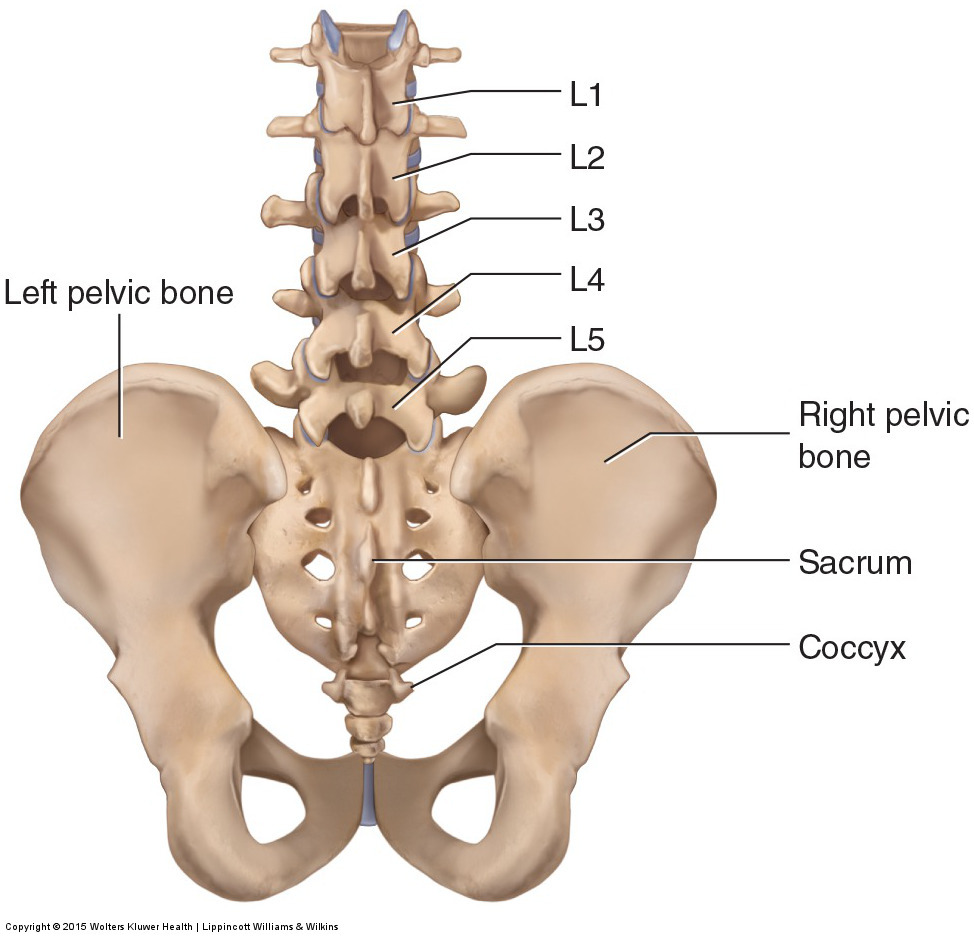 lumbar vertebrae labeled