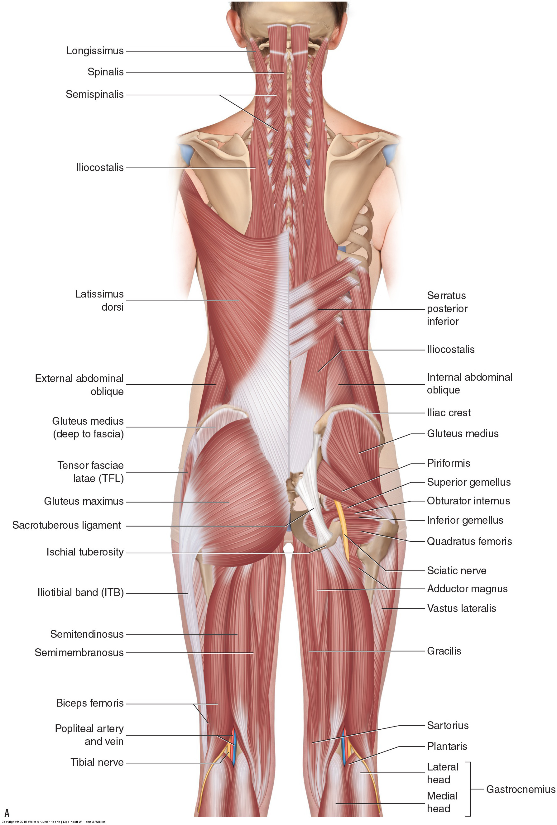 The Posterior Abdominal Wall - Muscles - Fascia - TeachMeAatomy