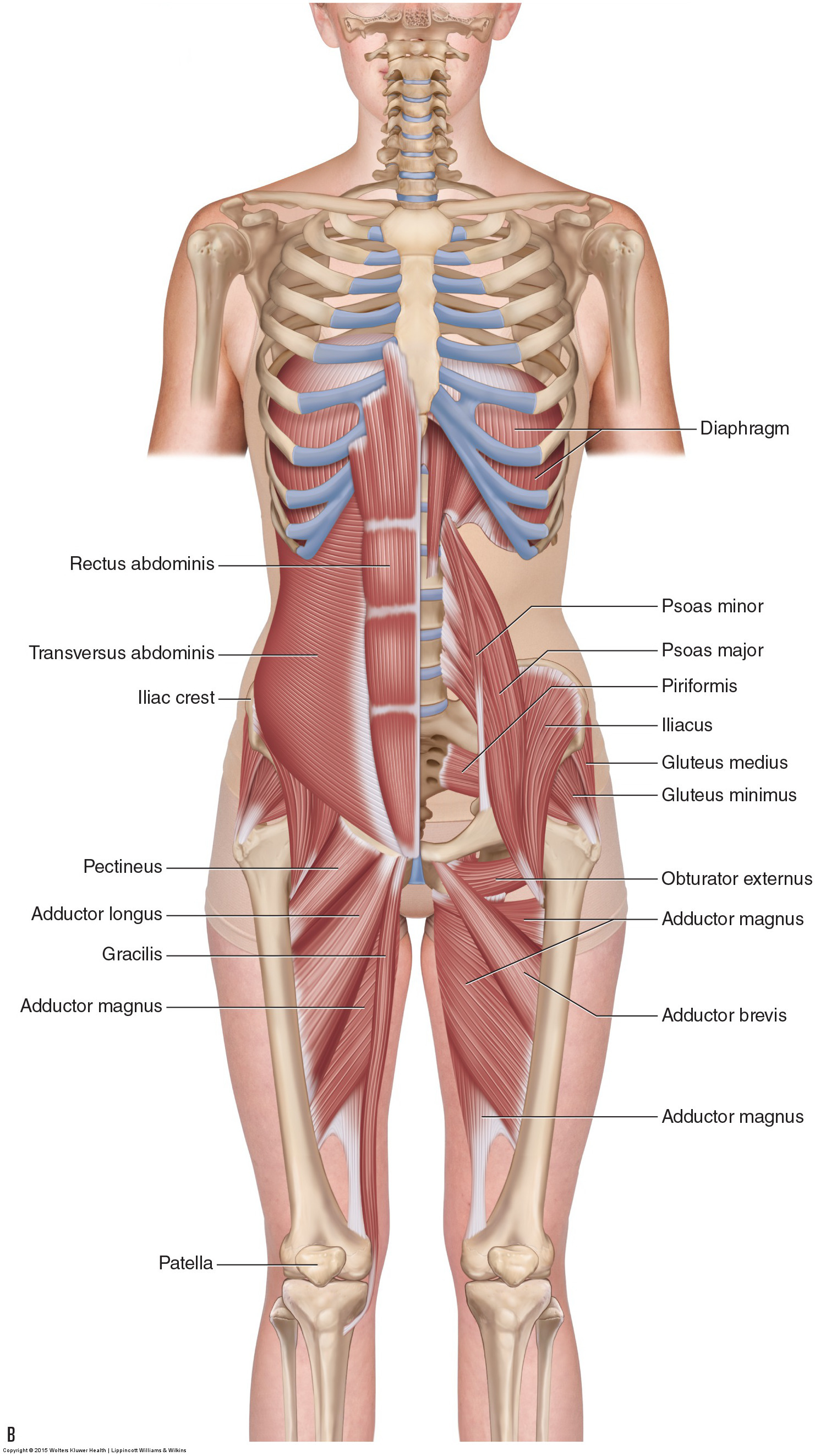 Hip and Pelvis Anatomy. 1 = Iliac crest (abdominal muscle