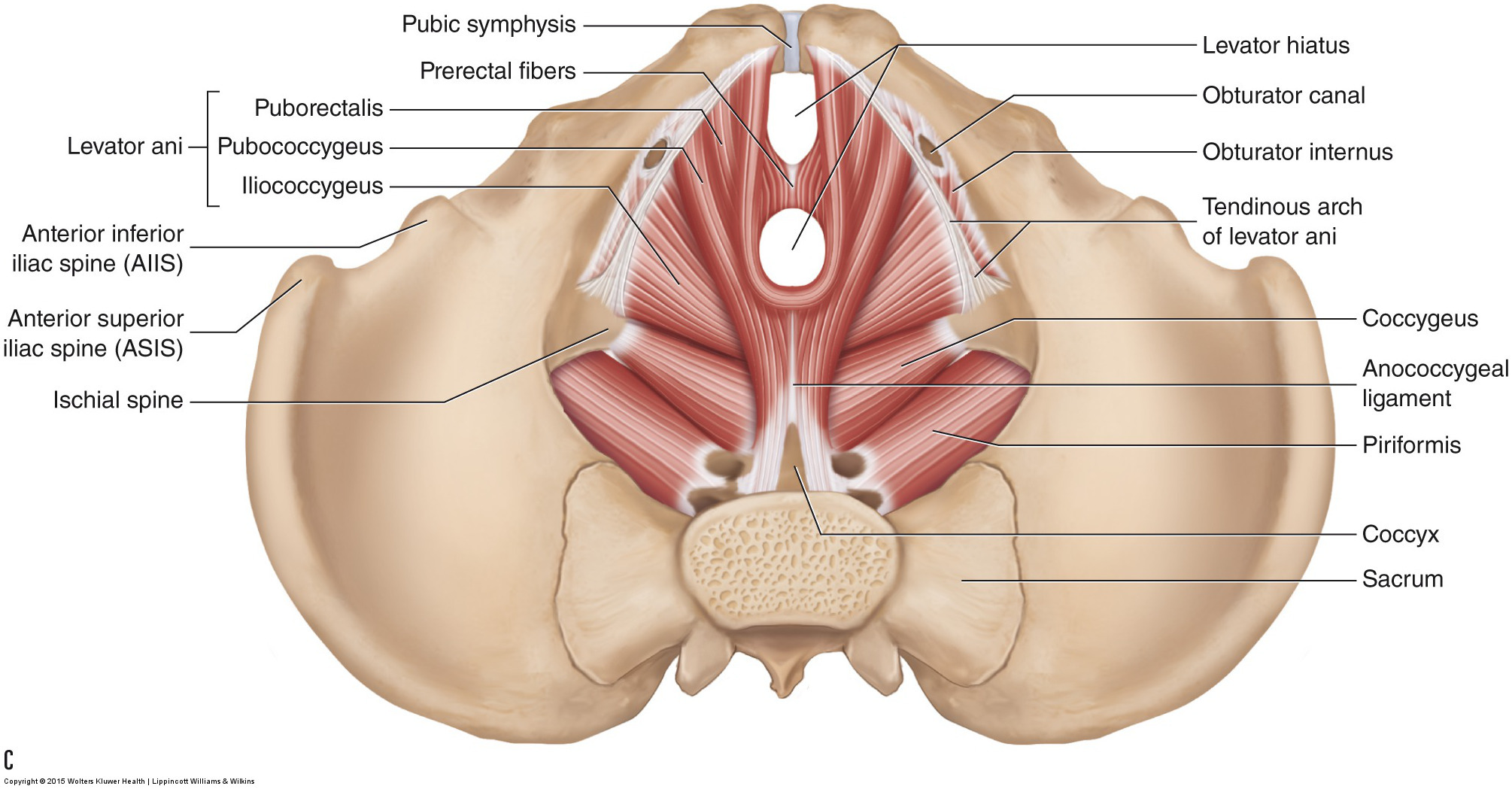Bony Anatomy of the Pelvis – Male Posterior – Artery Studios