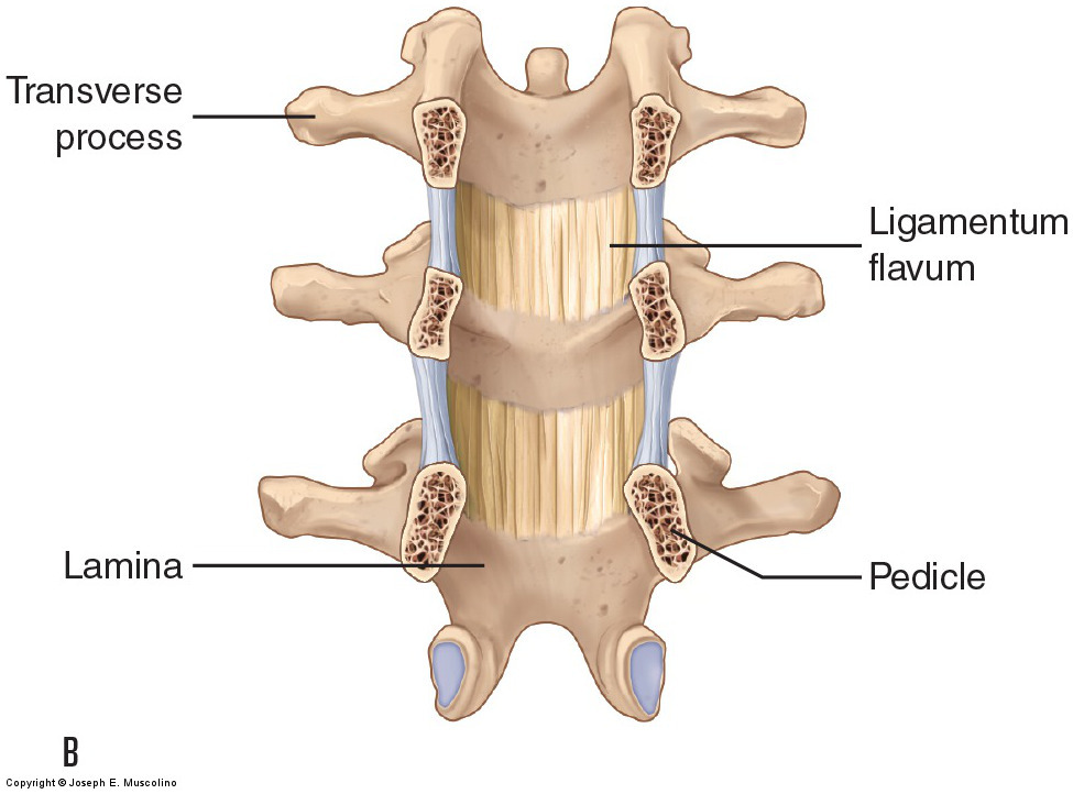 Ligamentum Flavum Anatomy Human Anatomy