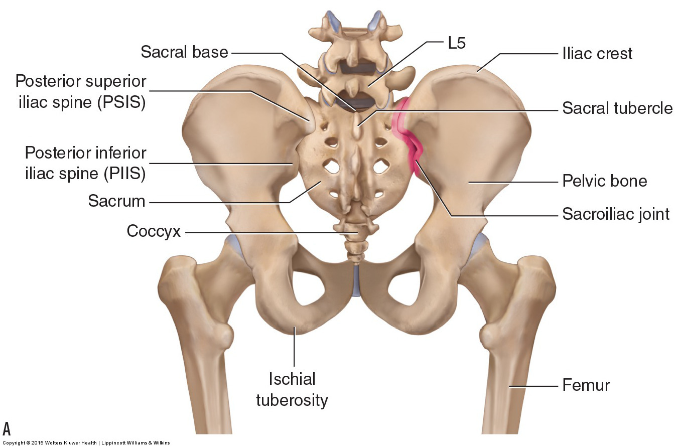 Joints of the Lumbar Spine (disc & facet) and Pelvis