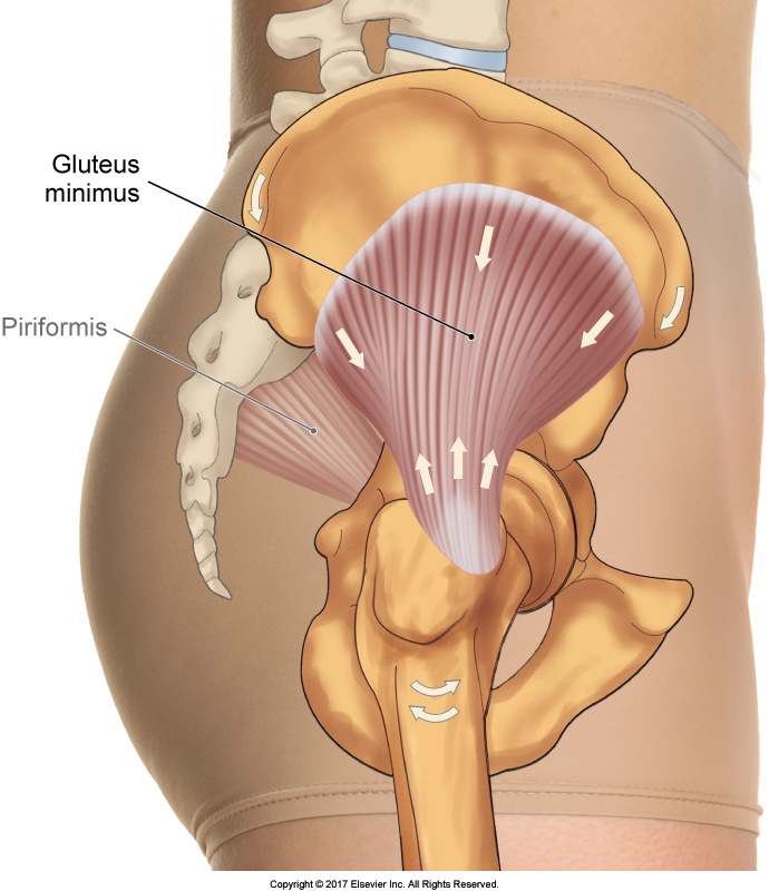Clinical Tests For Gluteal Tendinopathy In Patients With Lateral Hip Pain