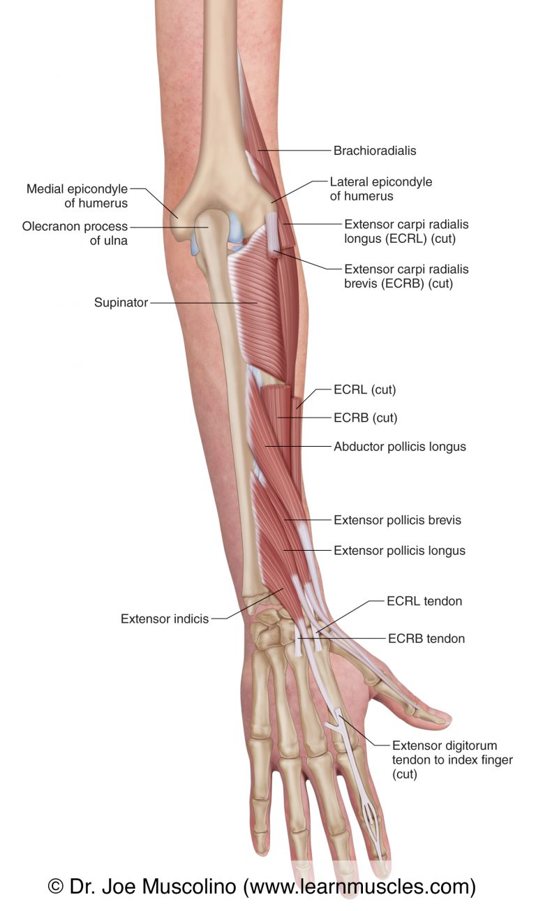 Muscles Of The Posterior Forearm Deep View Learn Muscles