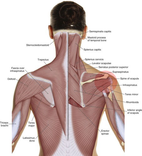 Frozen shoulder affects glenohumeral joint motion and the rotator cuff muscles become tight