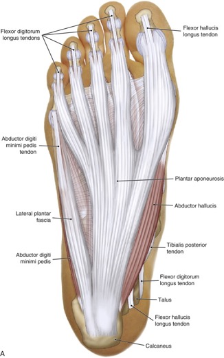 plantar fascia of the foot if inflamed can cause plantar fasciitis