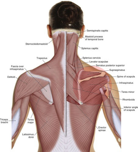 shoulder rotator cuff muscles