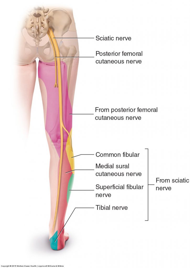 disc pathology Archives - Learn Muscles