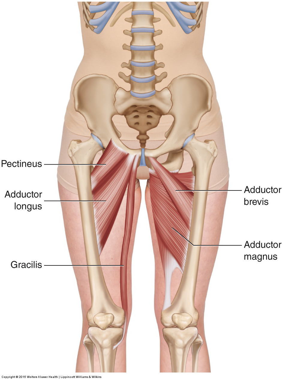 Adductor Group - Learn Muscles