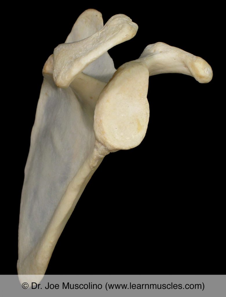 A lateral view of the scapula on the right side of the body. 