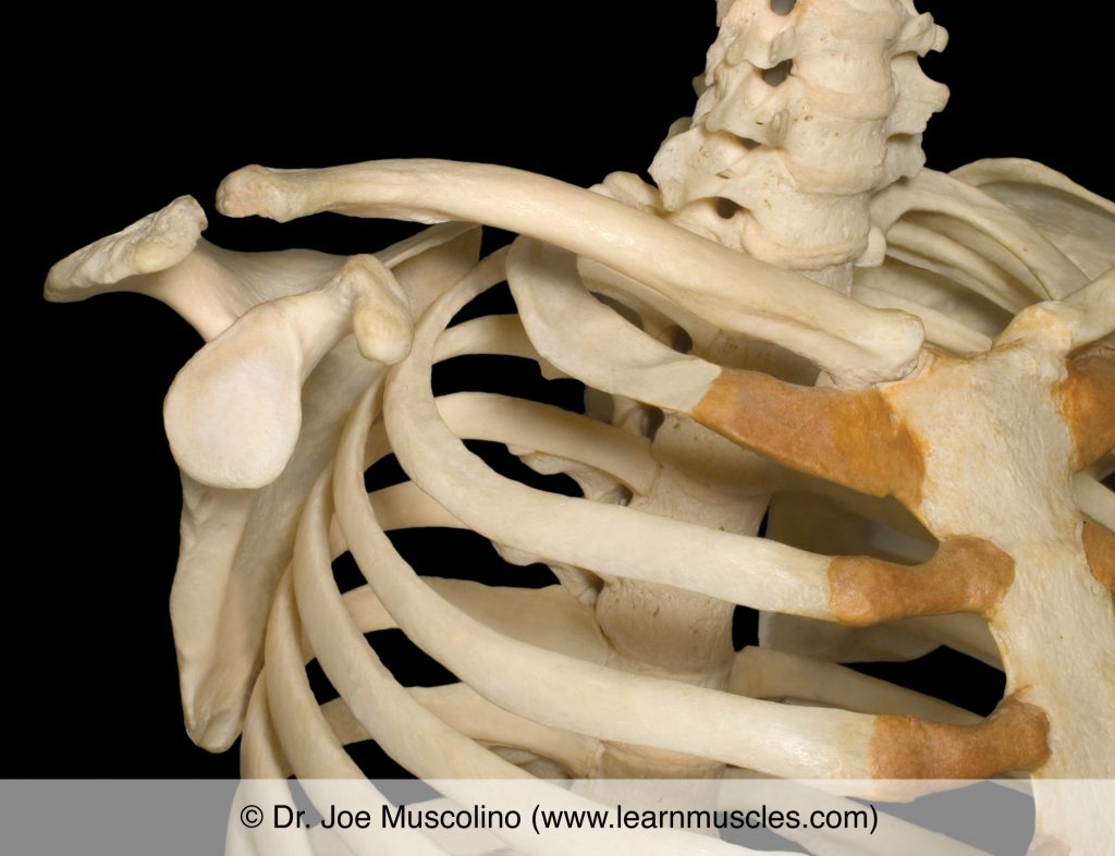 Anterolateral view of the sternoclavicular, acromioclavicular, and scapulocostal joints on the right side of the body.