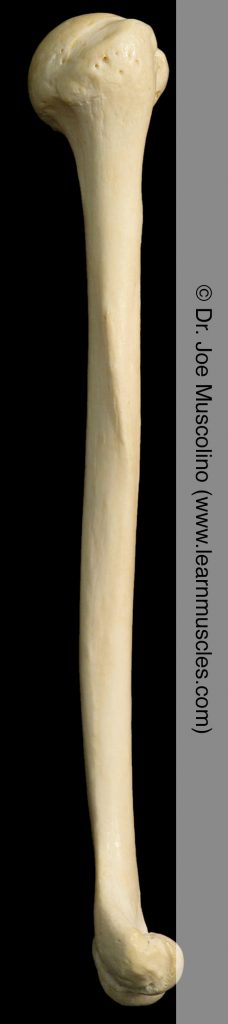 Lateral view of the humerus on the right side of the body.