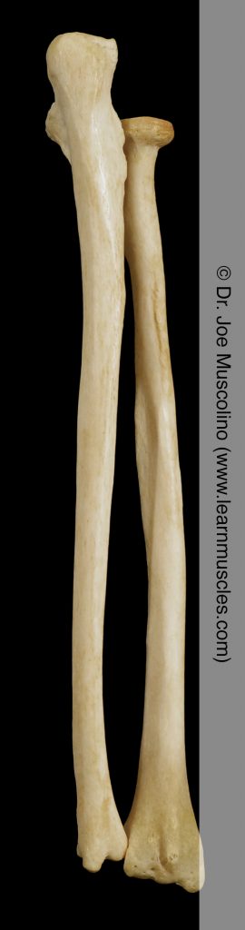 Posterior view of the radius and ulna on the right side of the body.