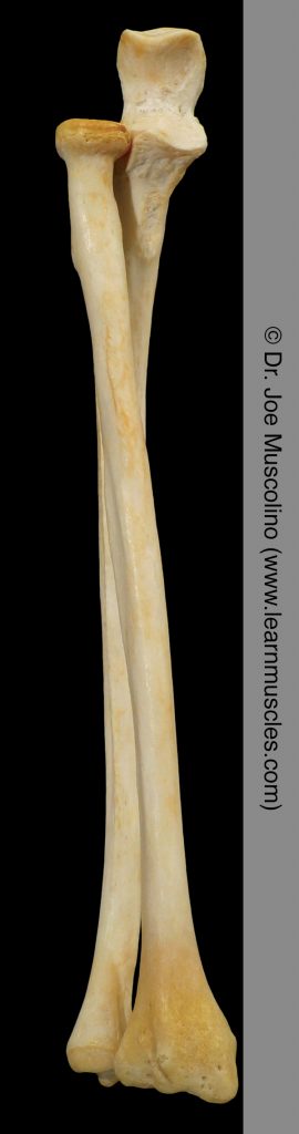 Anterior view of the radius and ulna, with the radius pronated relative to the ulna, on the right side of the body.