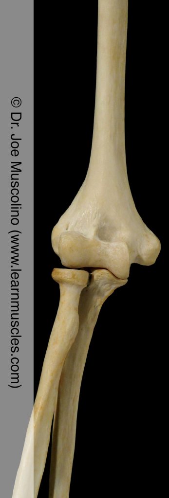 Anterior view of the elbow joint on the right side of the body.