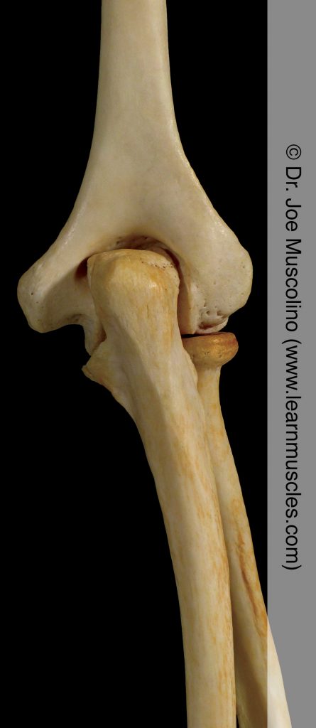 Posterior view of the elbow joint on the right side of the body.