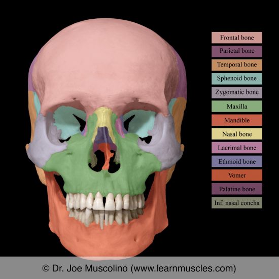 Skull - Learn Muscles