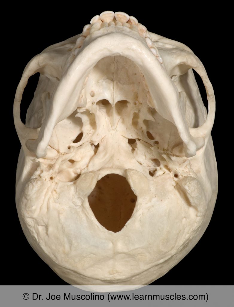 Inferior view of the bones of the skull.