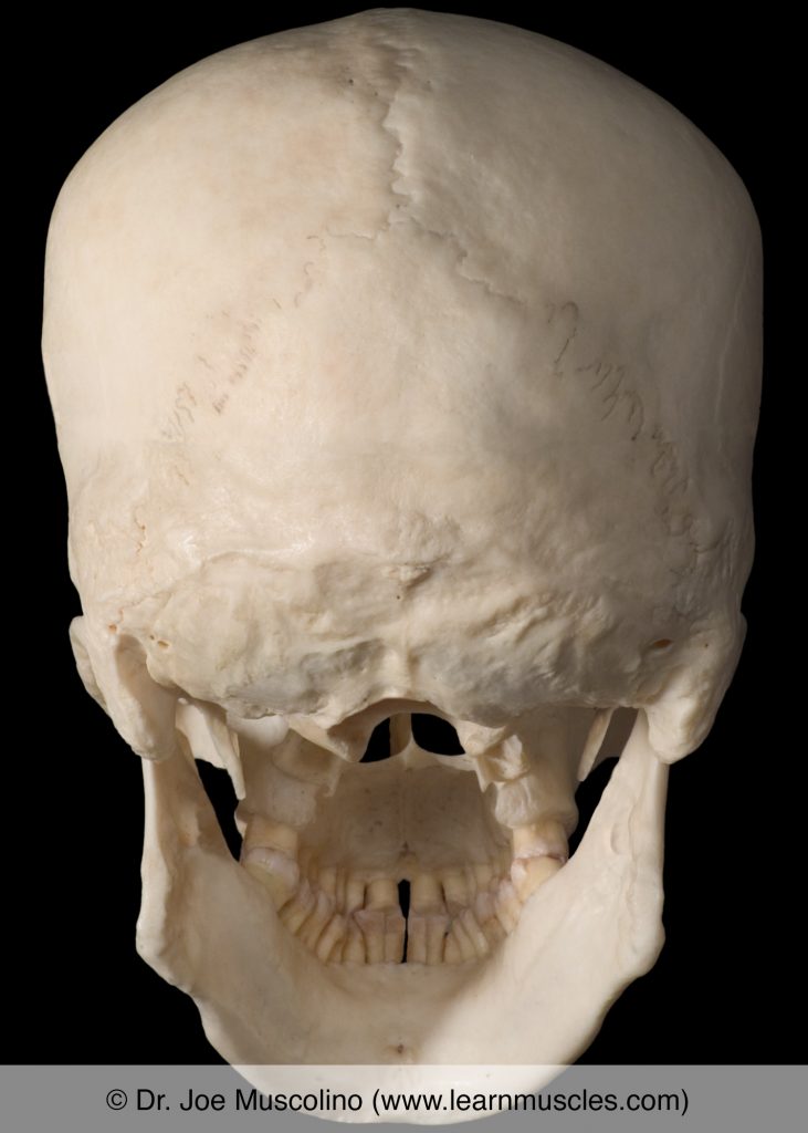 Posterior view of the bones of the skull.