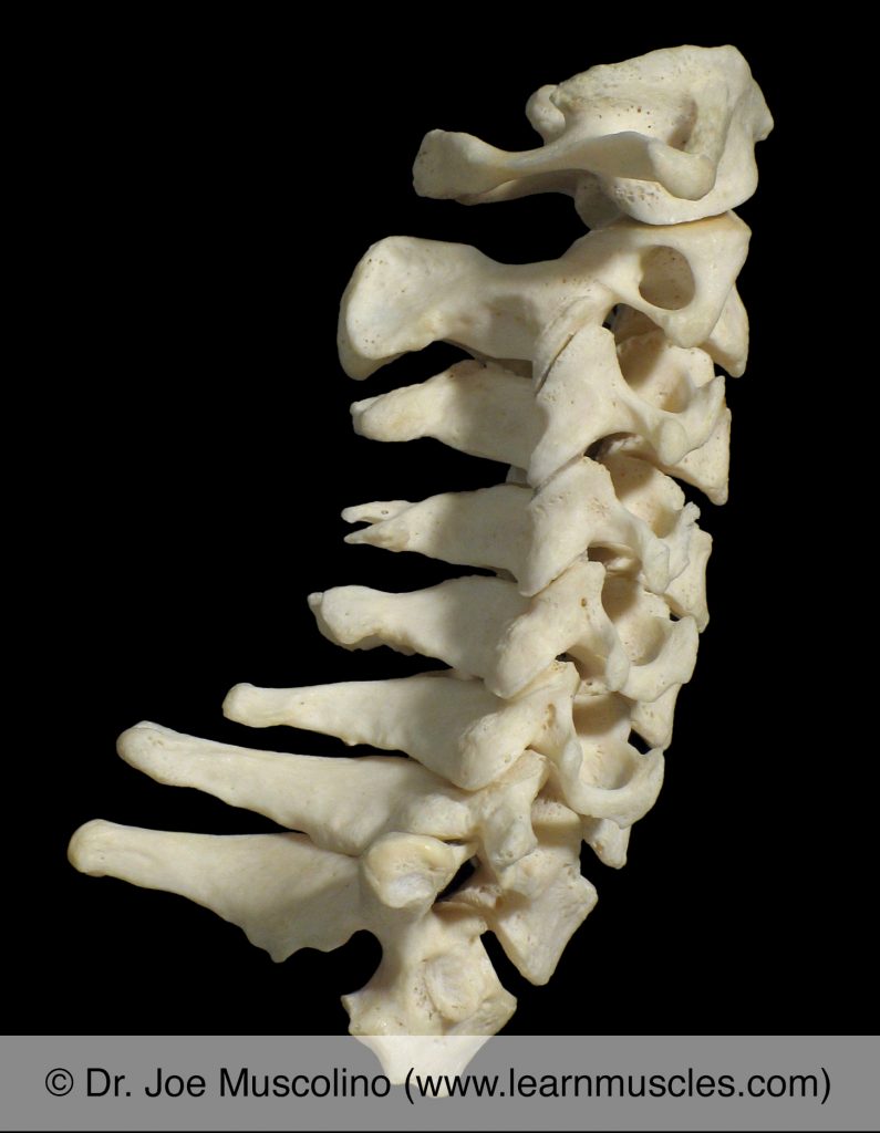 Right lateral view of the cervical spine, demonstrating the cervical spinal joints, including the articulation between the atlas and axis (atlanto-axial joint). 