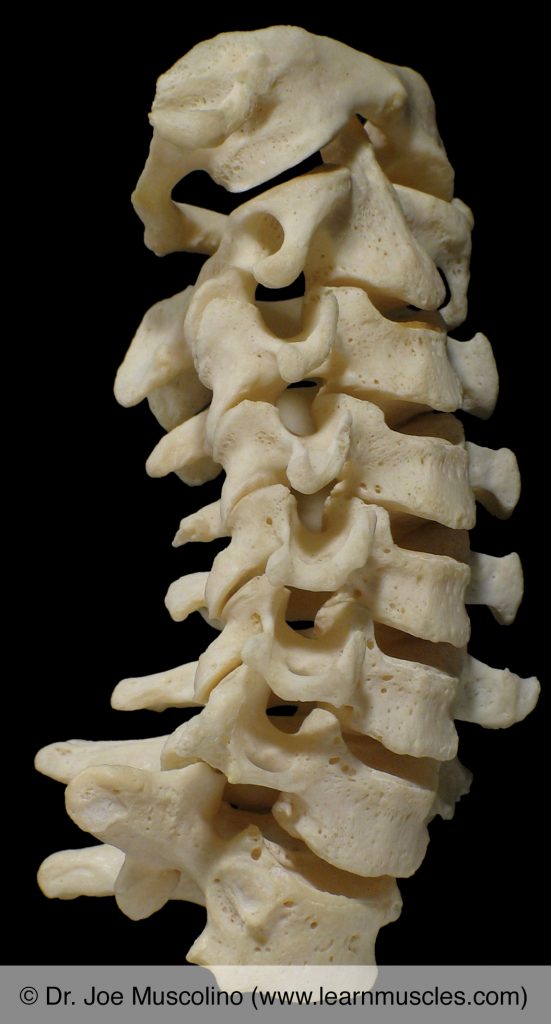 Oblique (anterolateral) view of the cervical spine.
