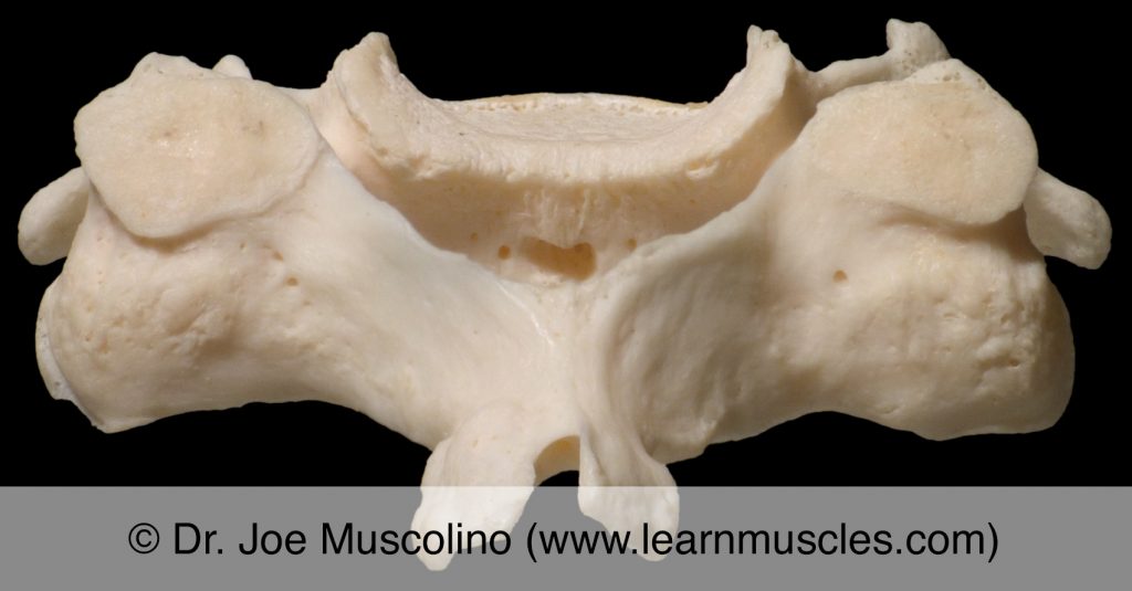 Posterior view of C5 ("typical cervical vertebra"). 