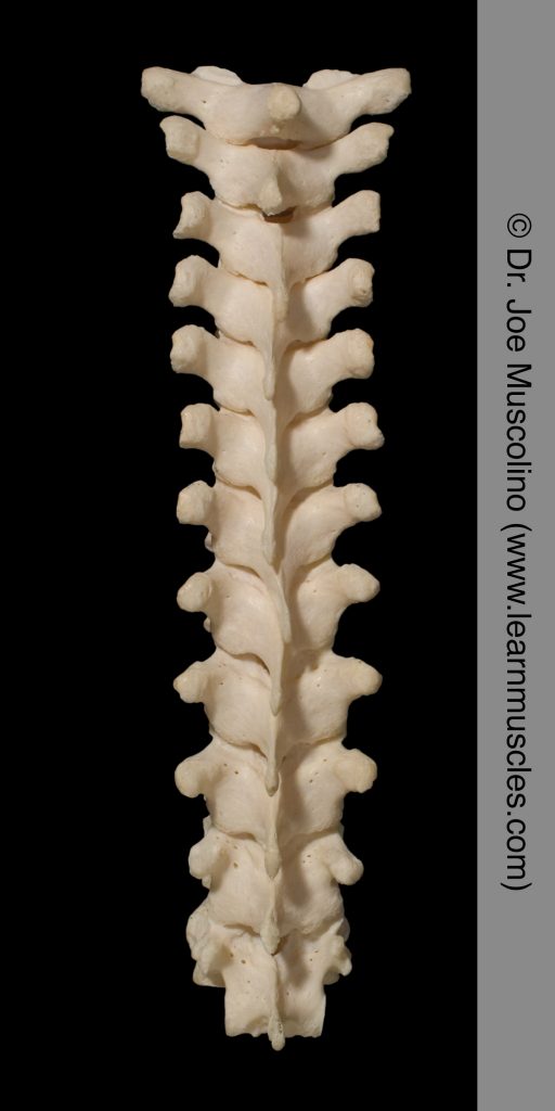 Posterior view of the thoracic spine.