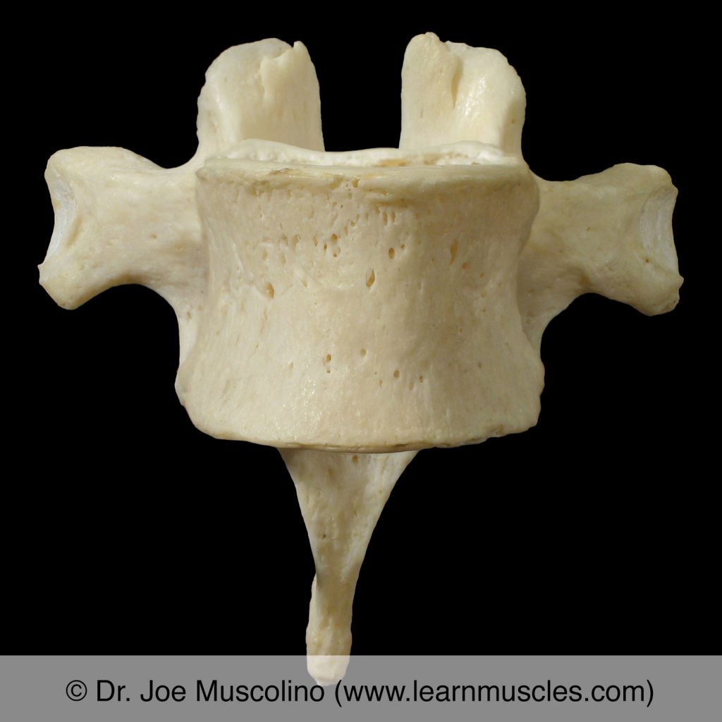 Anterior view of T5 ("typical thoracic vertebra").