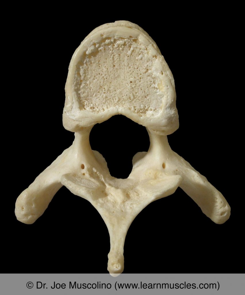 Inferior view of T5 ("typical thoracic vertebra").