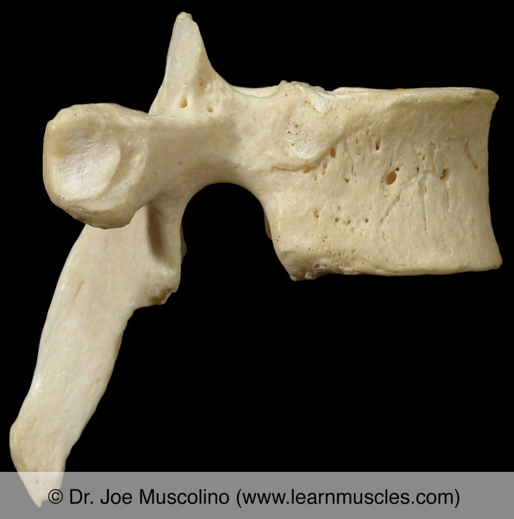 Right lateral view of T5 ("typical thoracic vertebra").