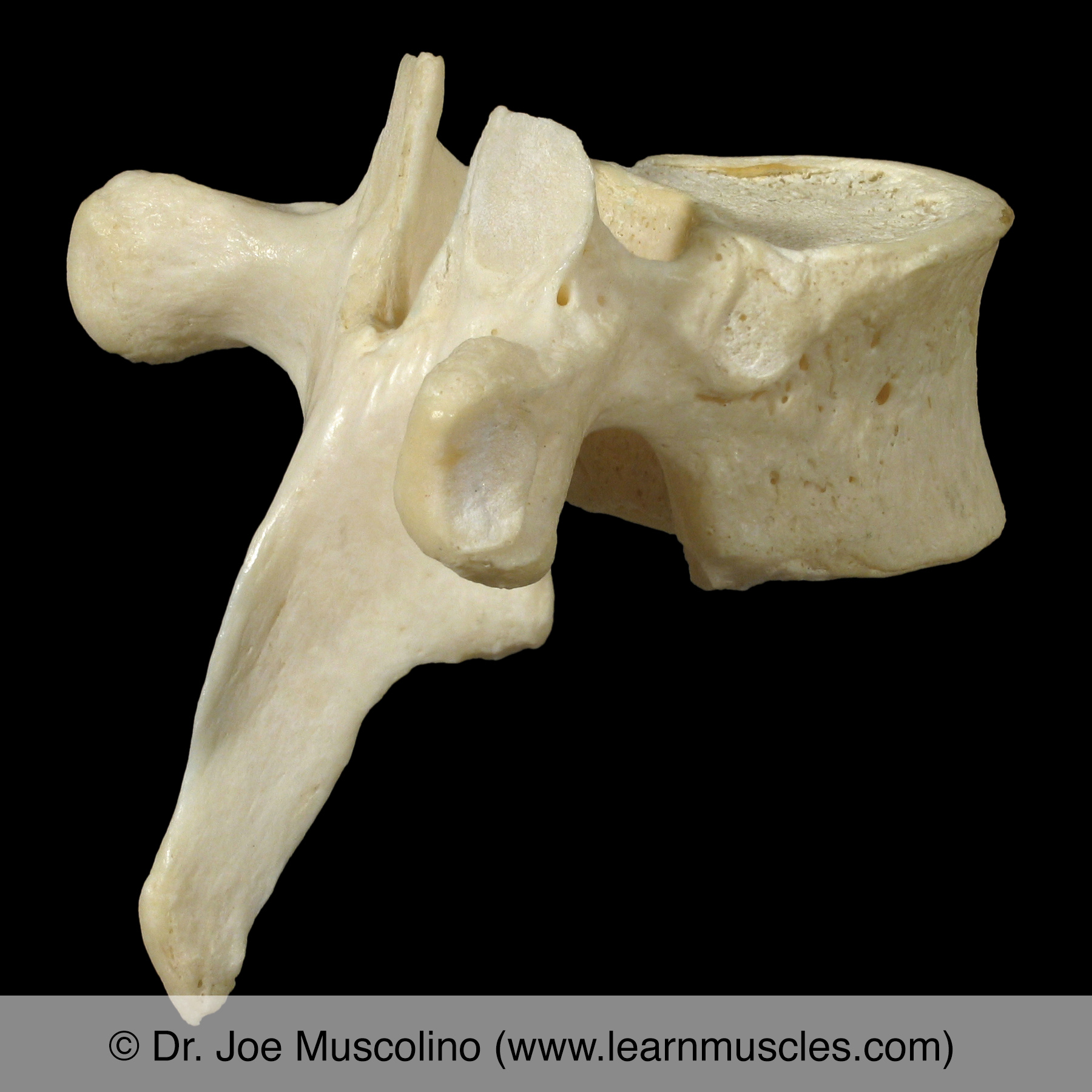 Thoracic Vertebrae Learn Muscles 0964