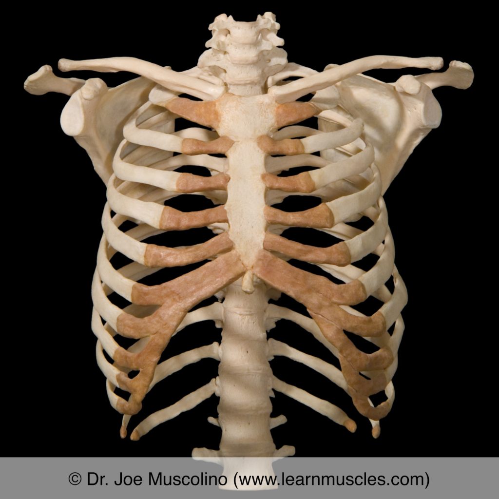 Anterior view of the thoracic rib cage.