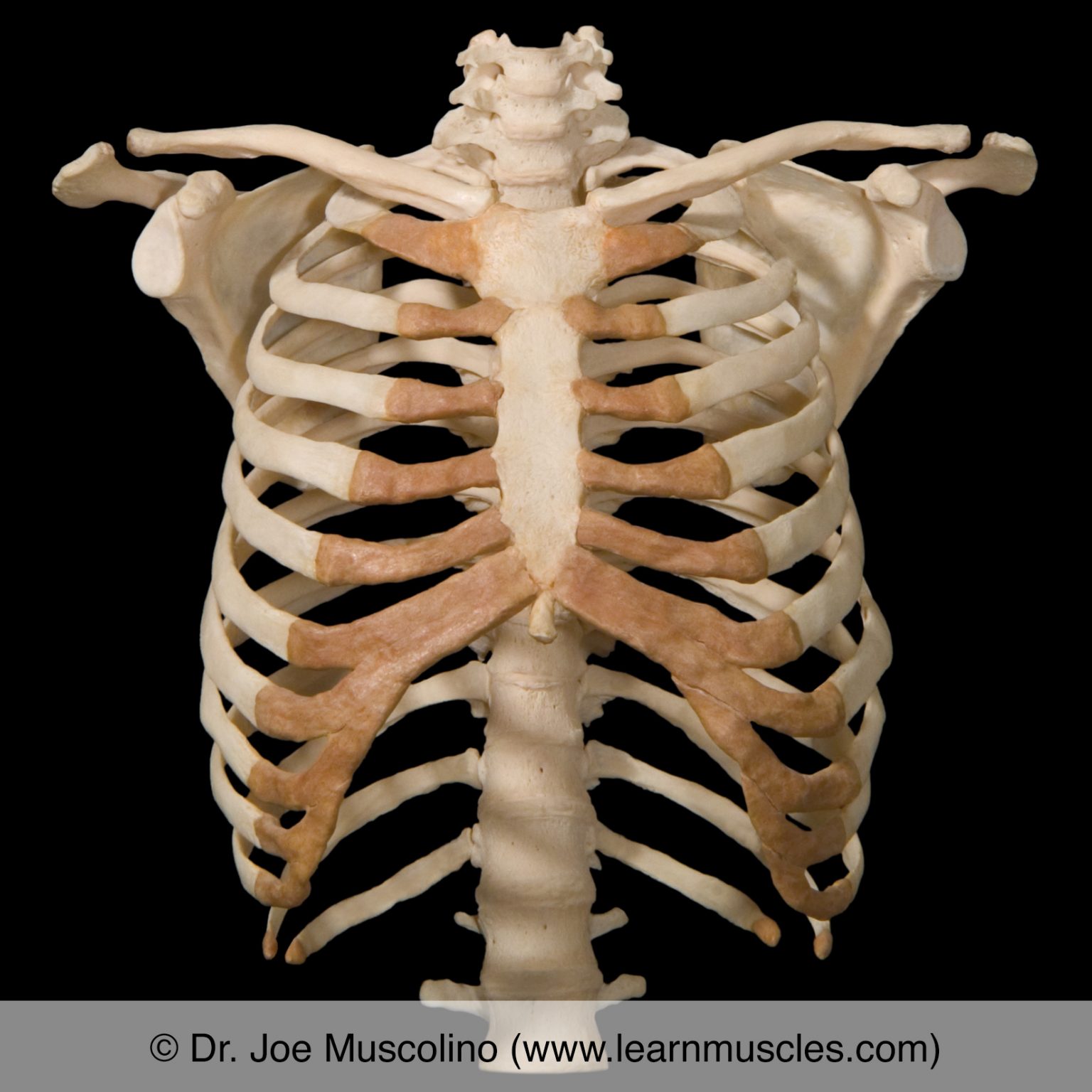 Sternum Learn Muscles