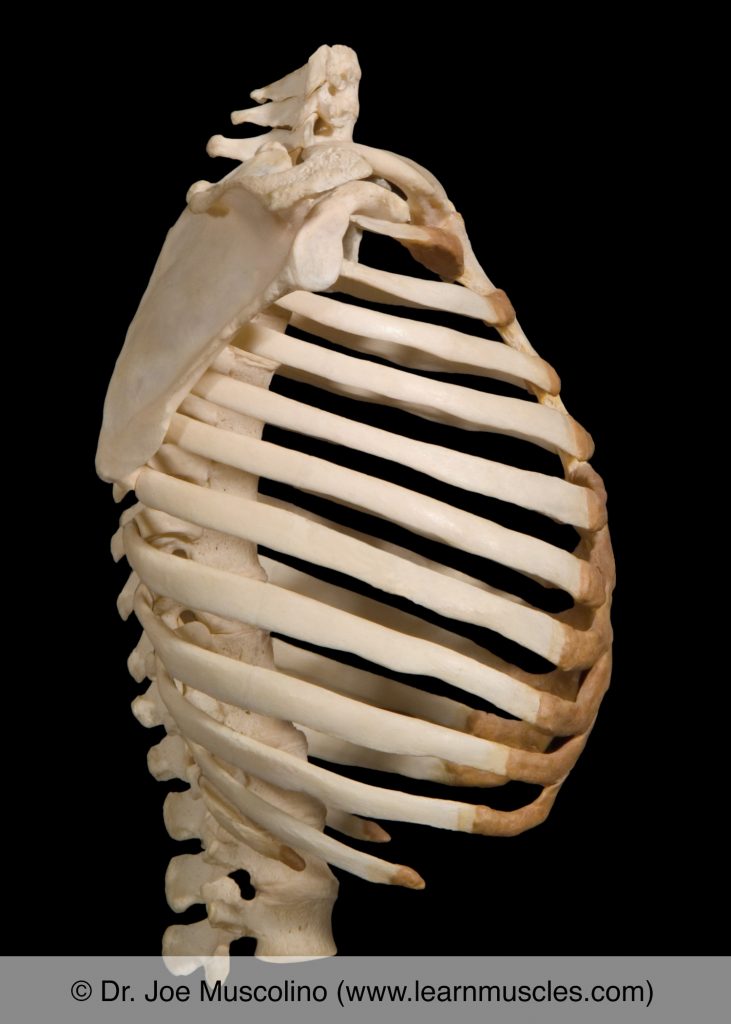 Right lateral view of the thoracic rib cage.