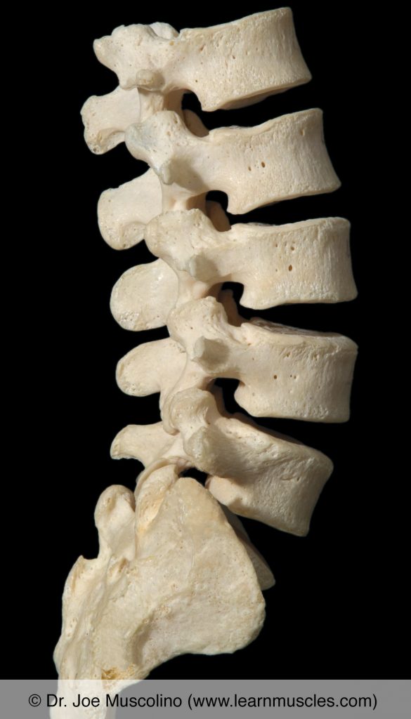 Right lateral view of the lumbar spine.