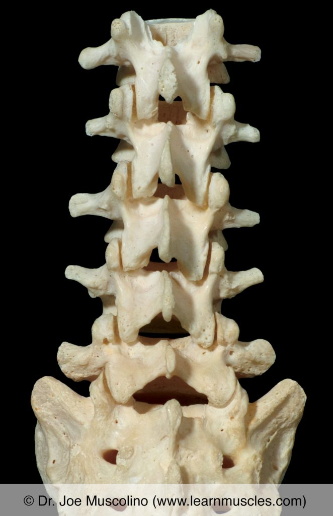 Posterior view of the lumbar spine.