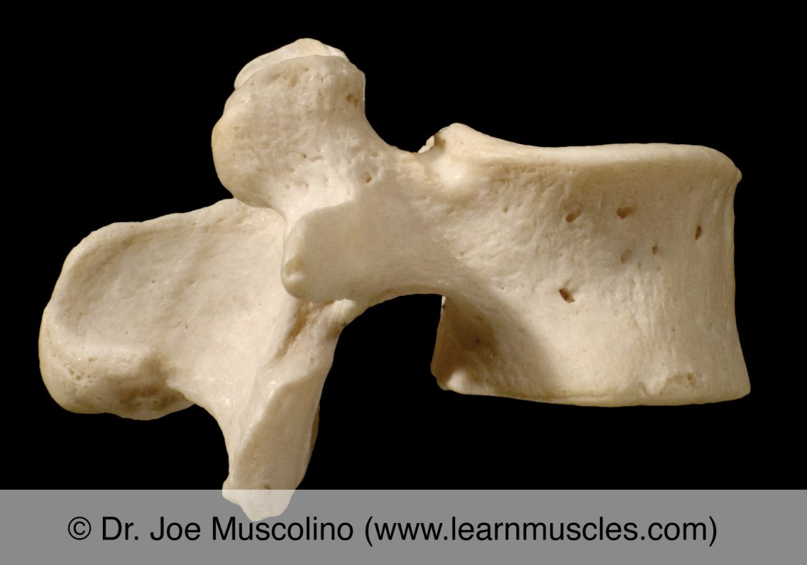Lumbar Vertebrae Learn Muscles 4592
