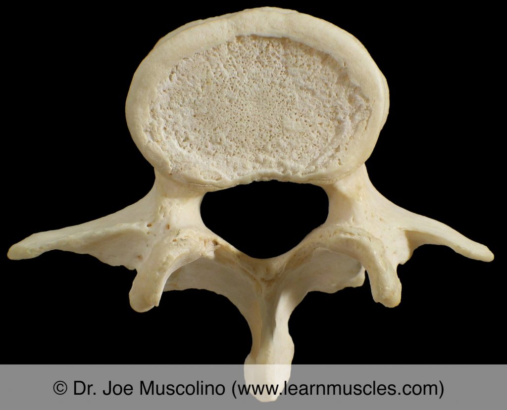 Superior view of L3 ("typical vertebra"). 