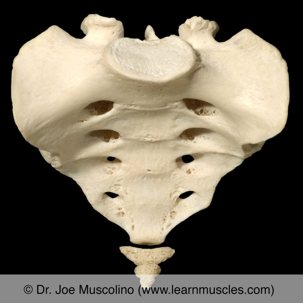 Anterior view of the sacrum and coccyx. 