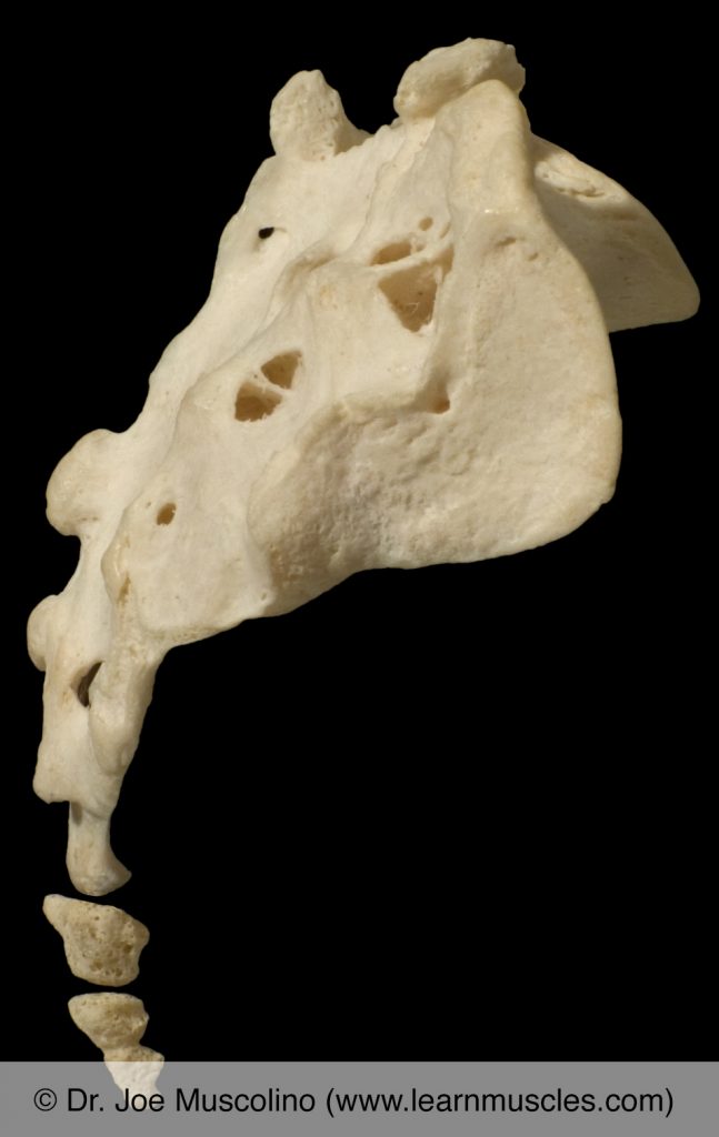 Right lateral view of the sacrum and coccyx. 