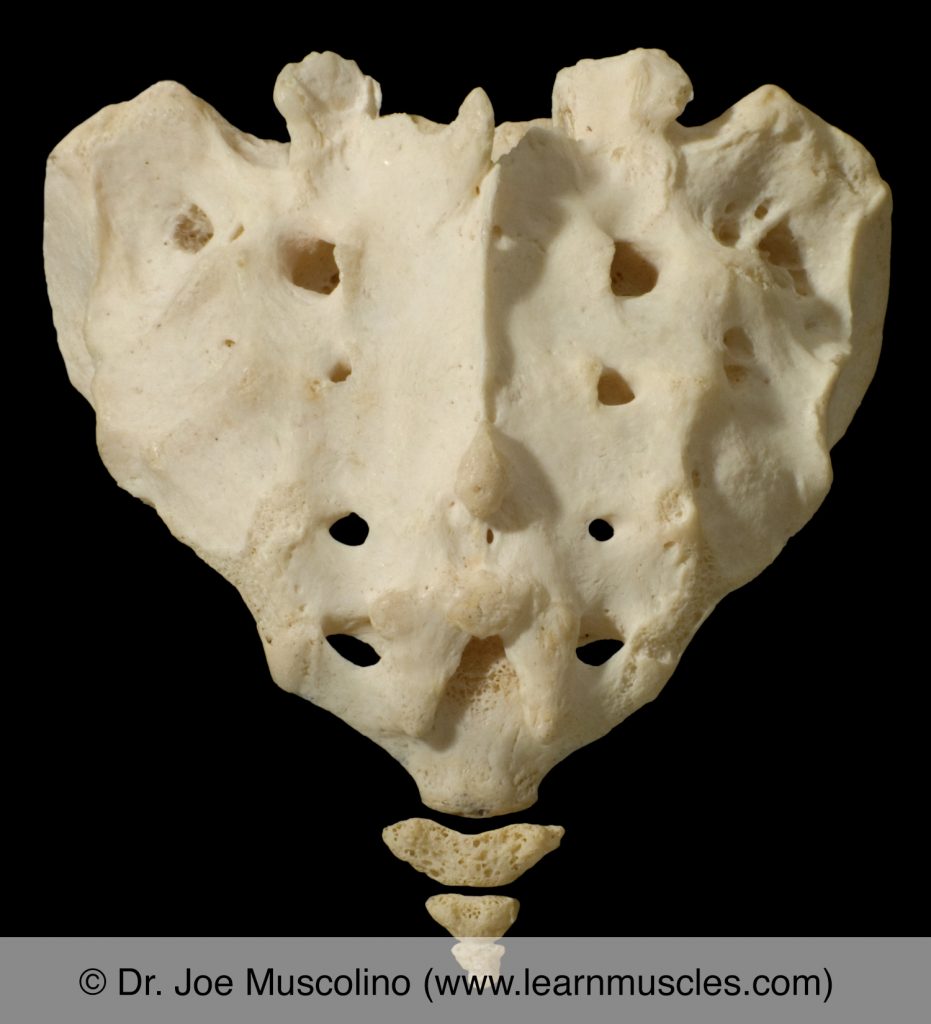 Posterior view of the sacrum and coccyx. 